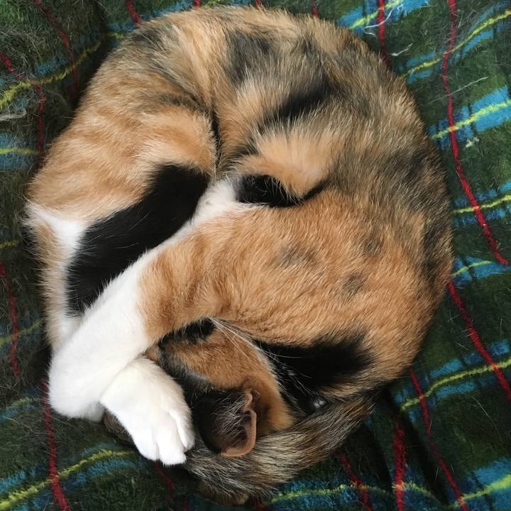 4784de5a a2e4 494b a57e df0c1d3dc782