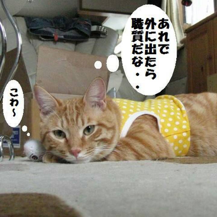 4799d53d 9e38 4a82 a70a 250dc95f710b