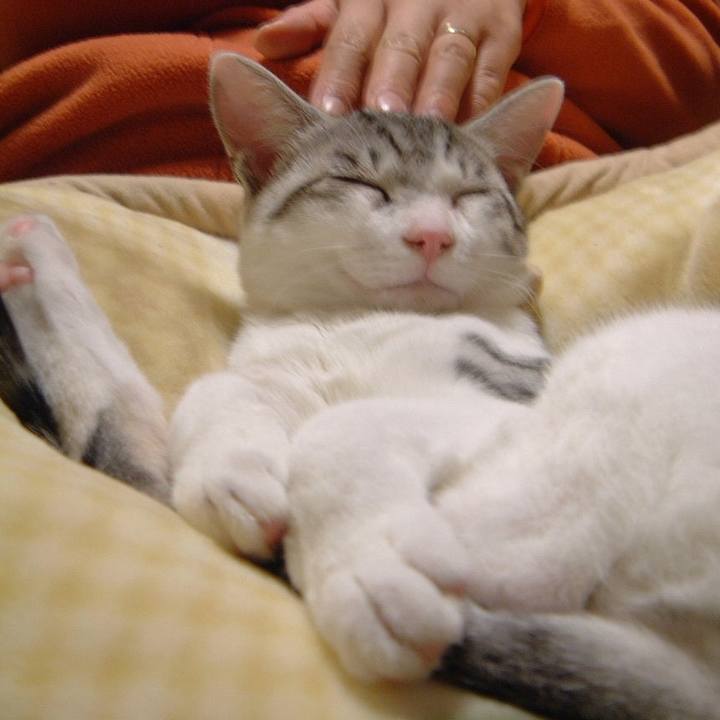 479a748b 7b4e 4651 8d4c 76b0acbc872f