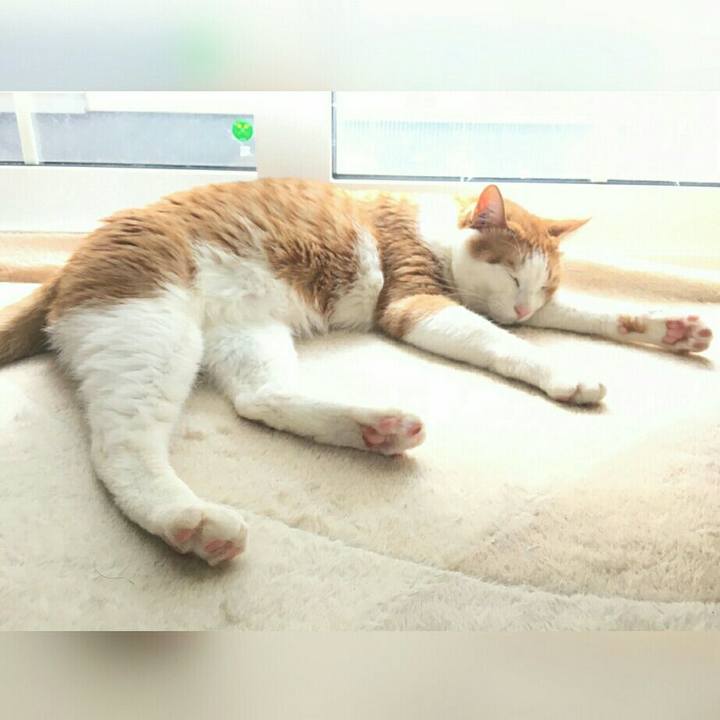 47b7476b 6967 403a 961e 4062312b4aeb