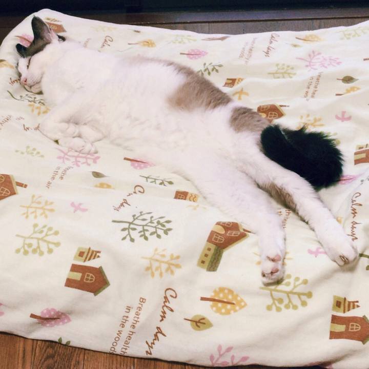 47bb87cd 666c 4b02 829a 7f913a0a06d9