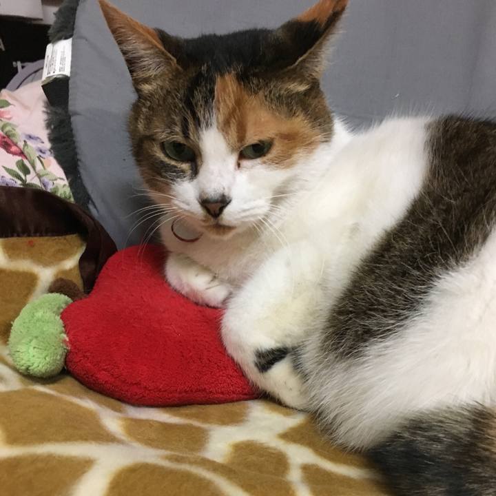 47f6de0c cf16 46cd ace0 627c13f9f9dd