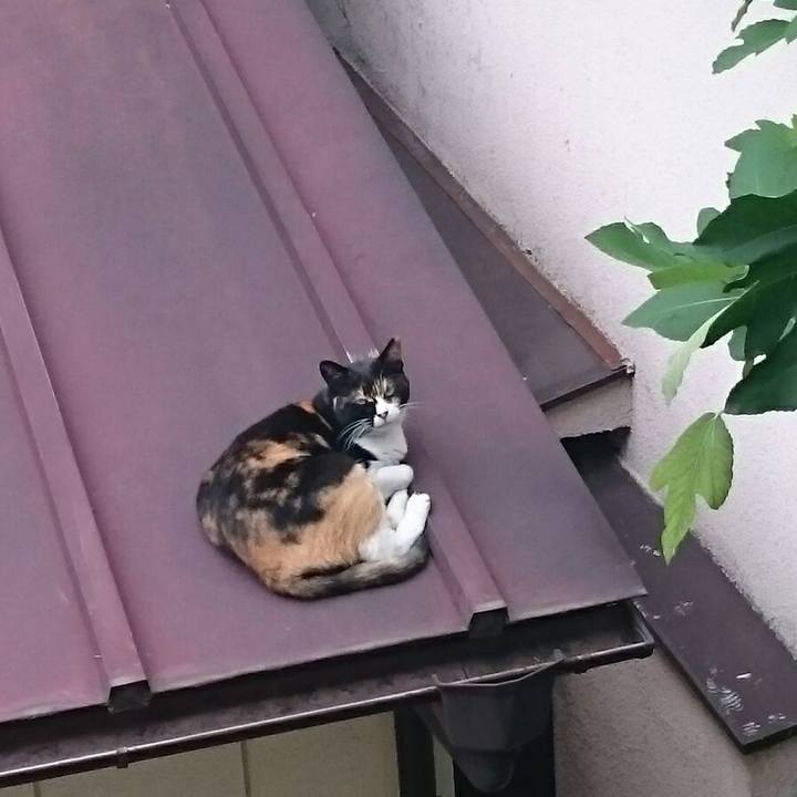 481e1364 1185 4441 8064 2e238a26287c