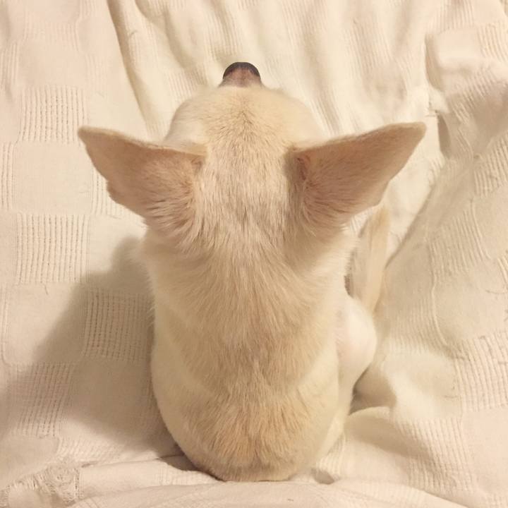 4823c85e 6b04 4971 9654 bead801e9ab0