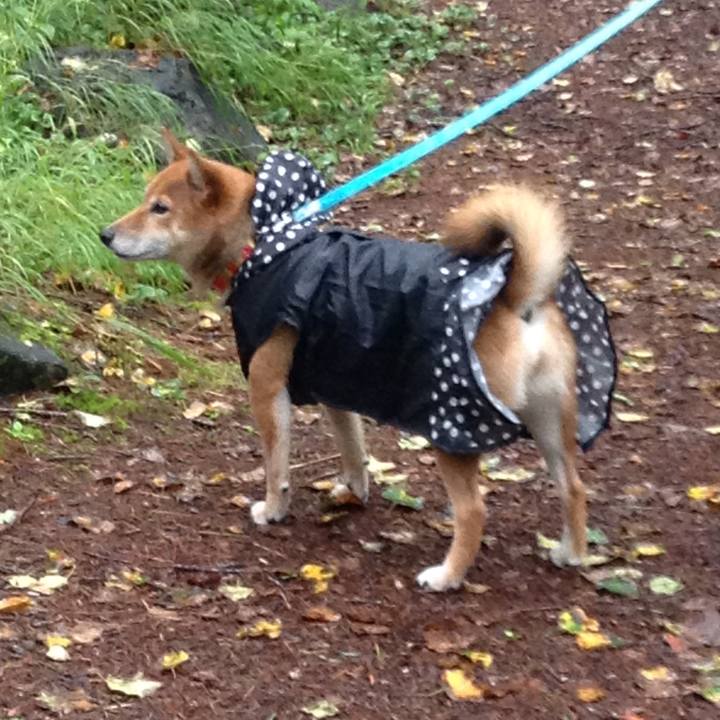 48313b87 35e8 44d0 888a 51dc4d3d5de1