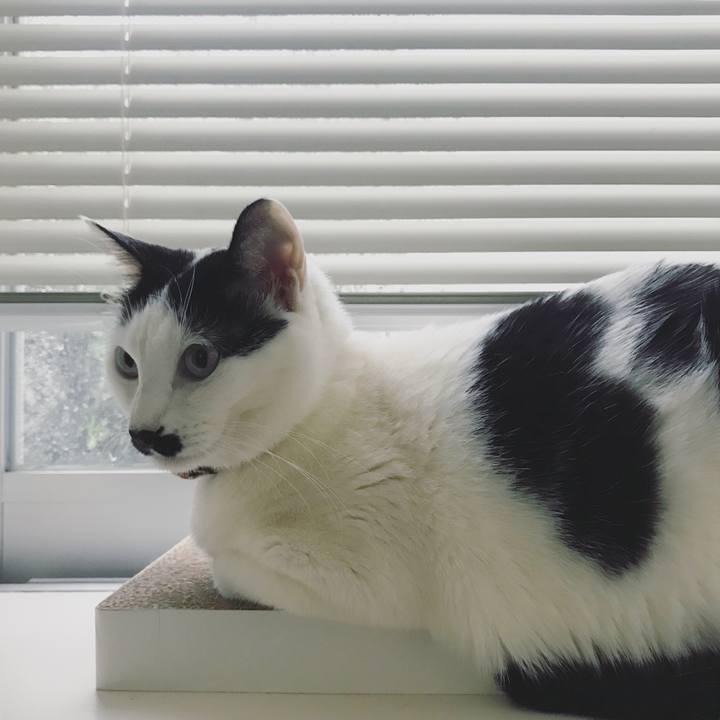 4838a68e 12d1 4174 8f41 ac998c11d593