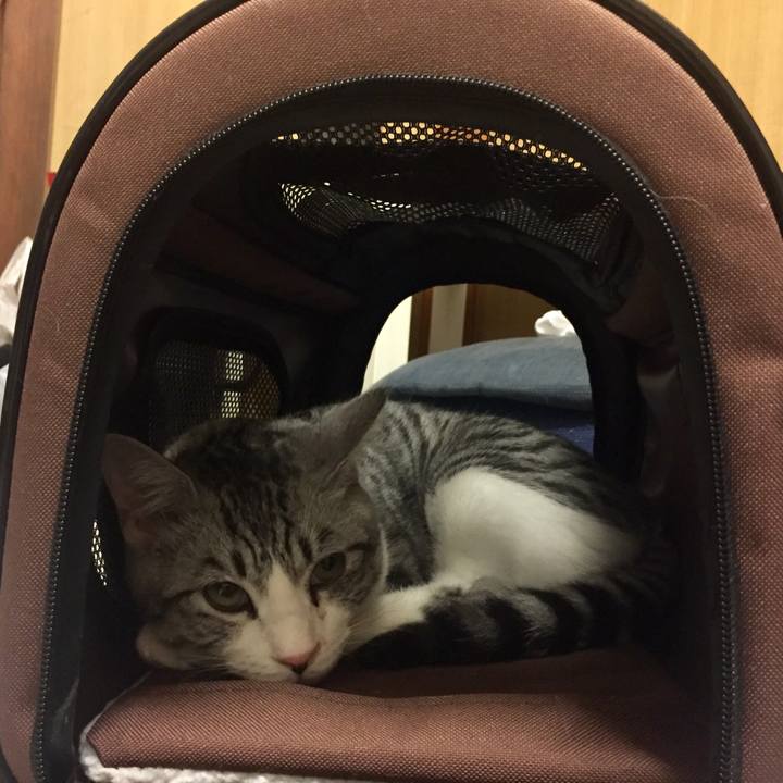 483ba7ee 6c3c 4eb5 b19e 9c49b00aa457