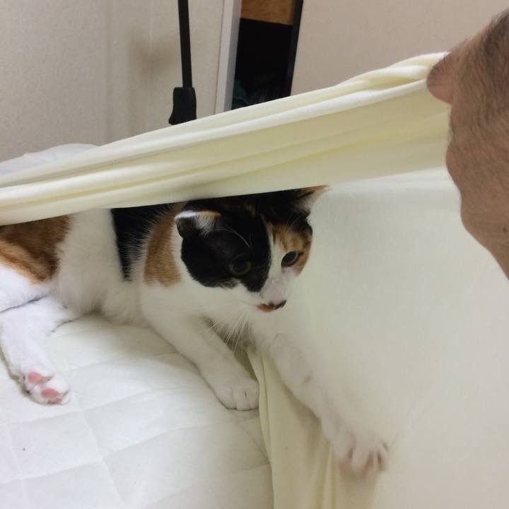 483c2ef5 3a99 43cd b1f2 092c4eeb252d