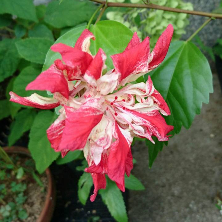 483df9e5 073c 4e2c 9f6c 80af48c8609d