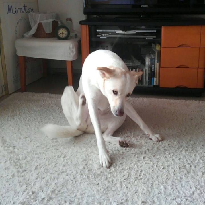 483e3b70 302c 4ccd 85a1 4188367ef323