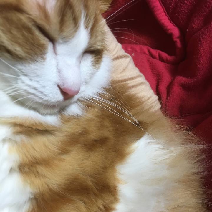 483f6982 6cf7 486d a245 29f6a8590d54