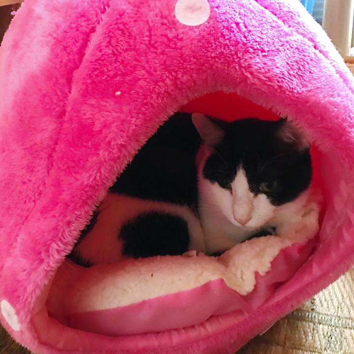 4853fe15 adf3 4388 9cc3 4ab3cab63342