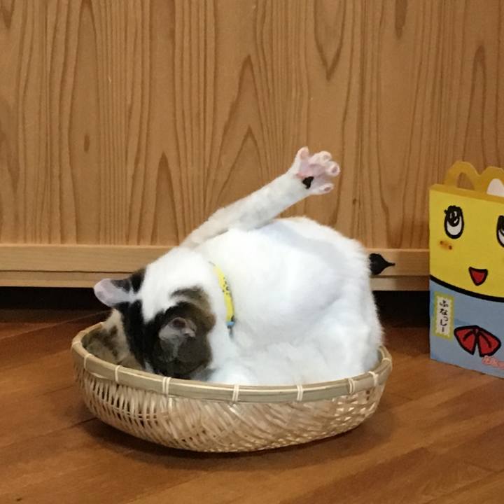 4856323b f66f 423c a861 c6f66638b8ed