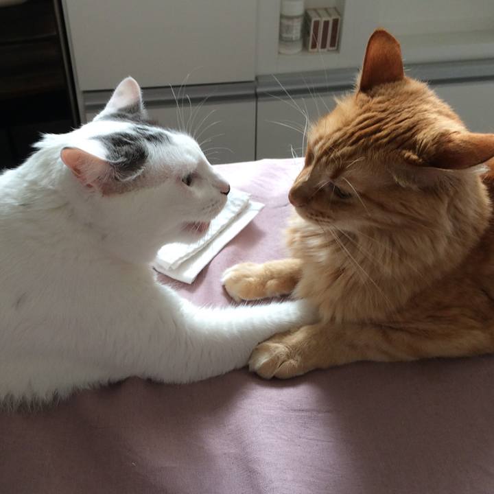 486bfdd7 e6da 4538 8aad 17a502a23739