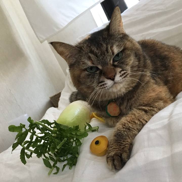 48703070 0d72 45e7 bf0d 2f26c18b8d2e