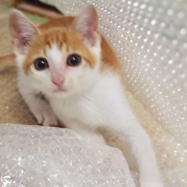 487e62ad 44f1 45c9 92e1 9251e26cb233