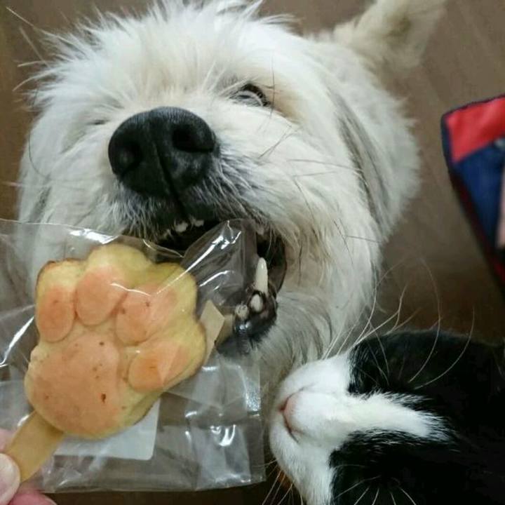 4881d034 f4ed 4d87 8db4 b2c781b3171a