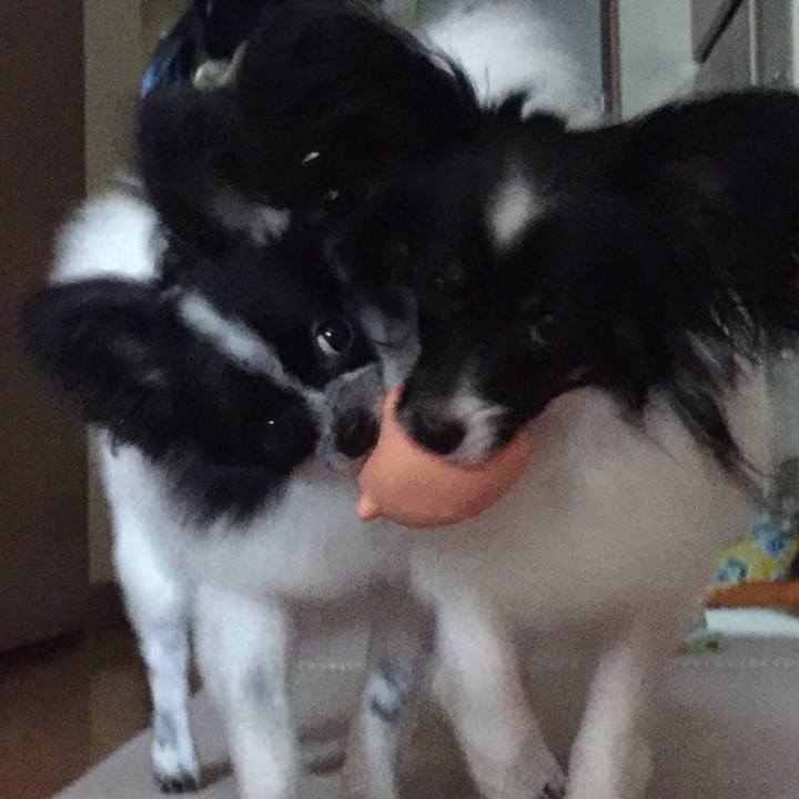 48921a96 2559 46c0 b7e9 6ebcb36c4733