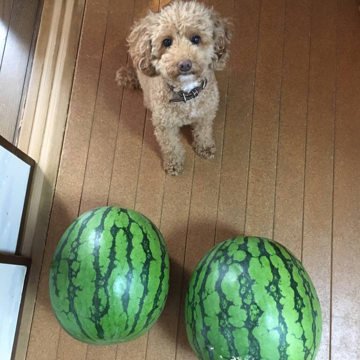 48988a3c afe8 4c3f a12c 037ef3431ddc