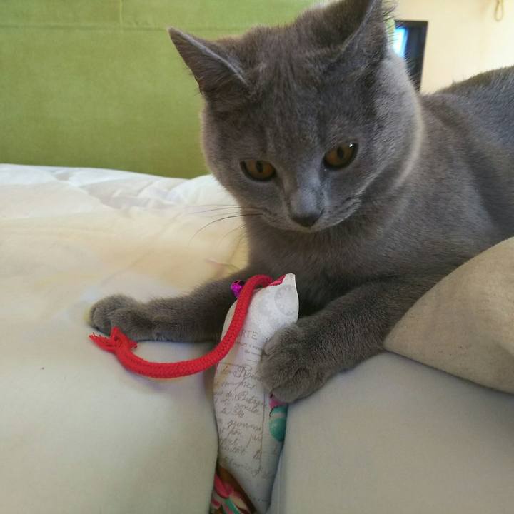 48a45da8 16c7 40ed 9179 541423b6d8fb