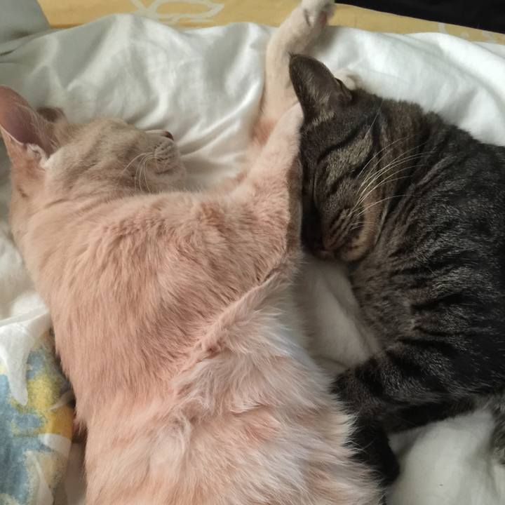 48a5c218 48de 4305 bab2 9acf14d60431