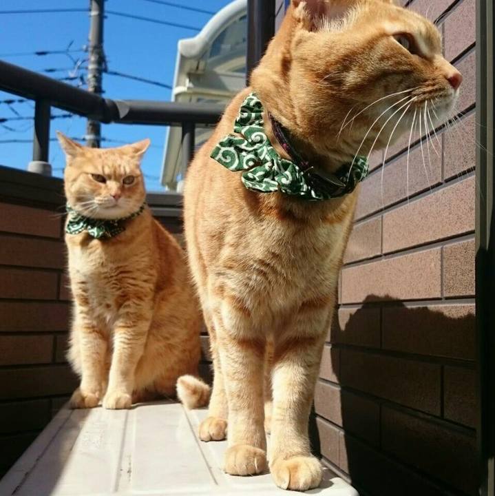 48a6d411 7a23 4ae3 95e0 10ed64a3f5b8