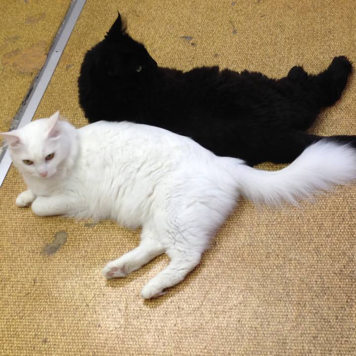 48a7ea53 d109 4091 bd01 38c22e3e0326