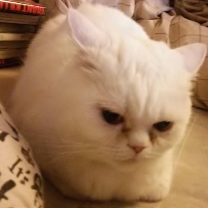 48ad32e2 b0de 48cf b566 34367b0560fc