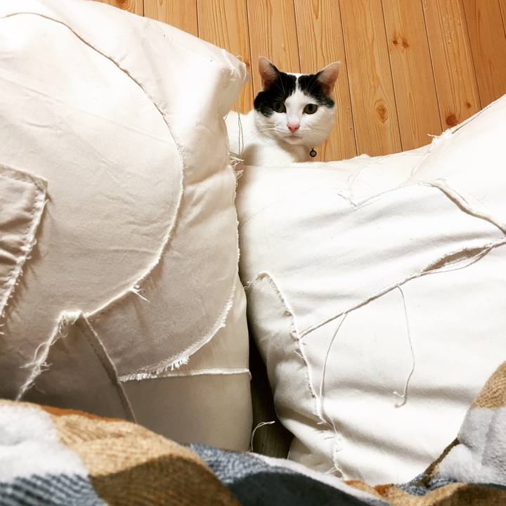 48b0b441 c518 4103 8a29 1adcb2b2b09c