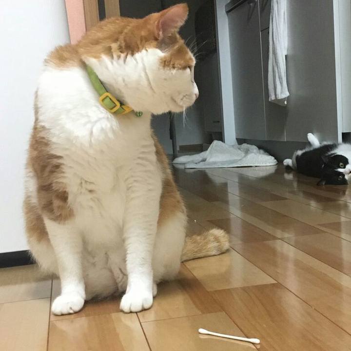 48cc7339 4dc5 4792 9274 2ab7c10fc140