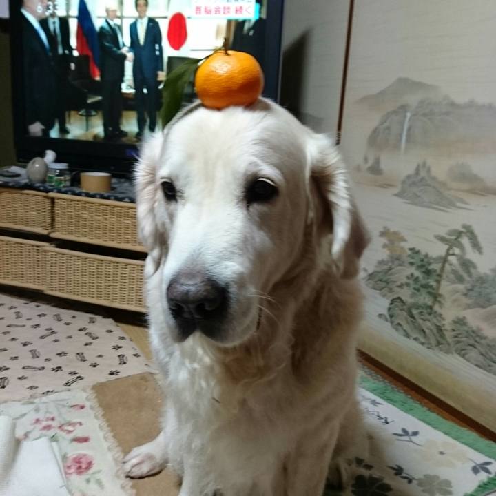 48d731c4 167e 4c6a 8770 9bede24f776e