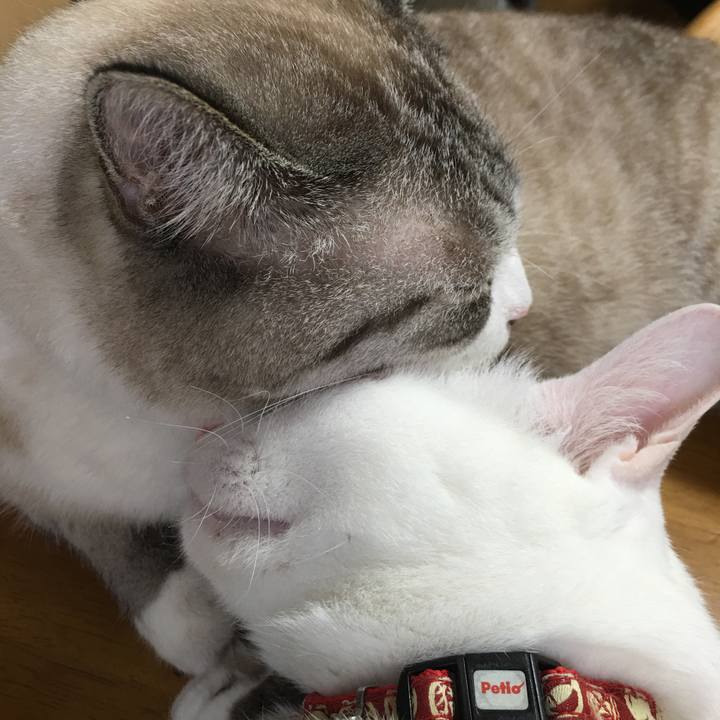 48e932aa 6d0f 45b6 956d 6edcc579654a