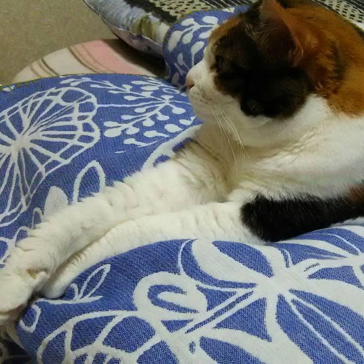 490c28b3 2b23 47c1 8860 53236c8def48