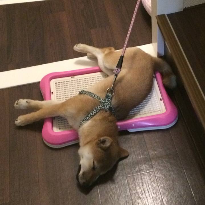 490e2d7c 8447 47d3 b335 25e4b643f33f