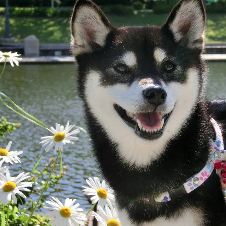 4911ec5e 5eef 4ee9 9d97 cd35233c6b05