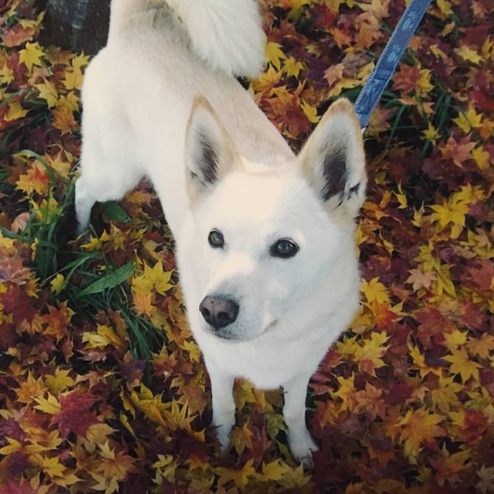 4918743b c852 4bea a285 6912666b40b7