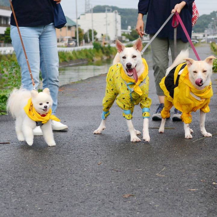 4931444f 2103 4b26 93c2 6675375425eb