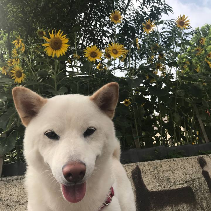 493d12e0 dd5c 47ed 8ae3 ecbae27732d6