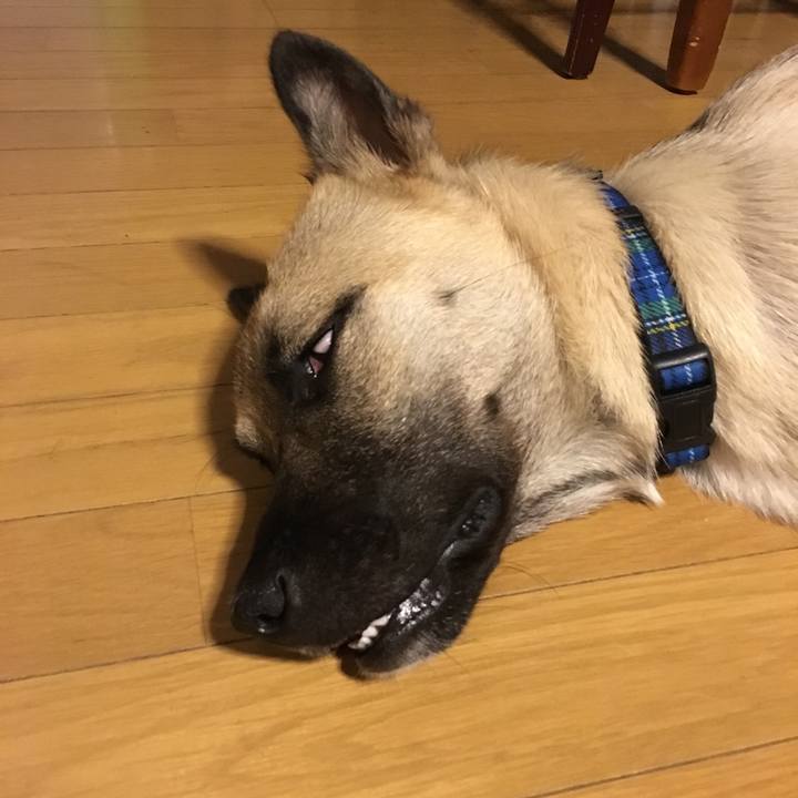 4944b17f b8ea 45c3 8ecf 4831f8b269e0