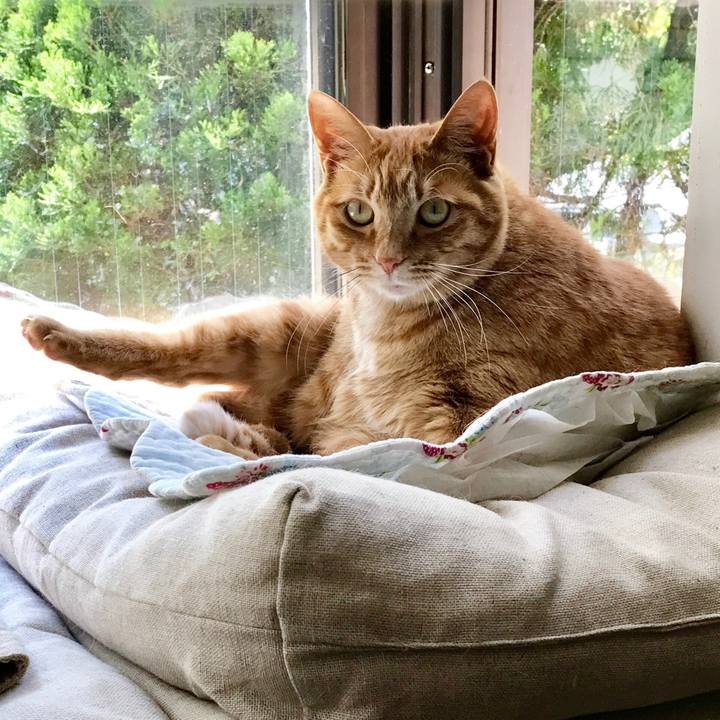 49484af4 bc93 4c5b 80f1 4c257306e970