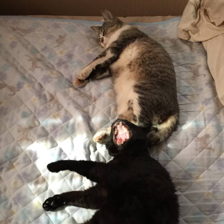 494a477d 10ef 4e09 bbea f4c657ead1bd