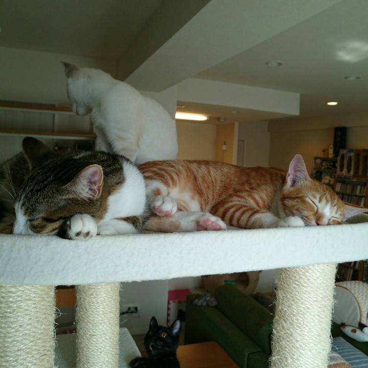 494c11a1 e594 4f6b 962c eb4f51232810