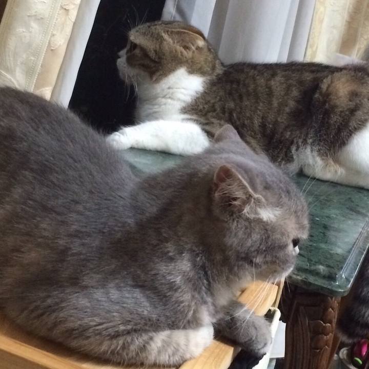 494cdb2c c704 4253 bc48 5692bf6d29da