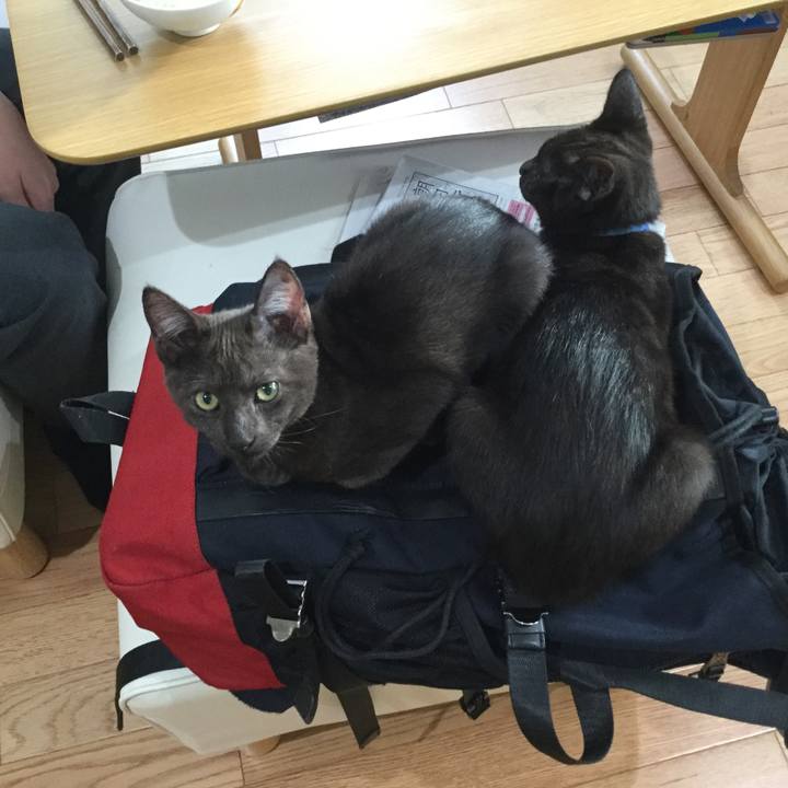 49722b4c 4174 4120 b1cf 506b47f55141