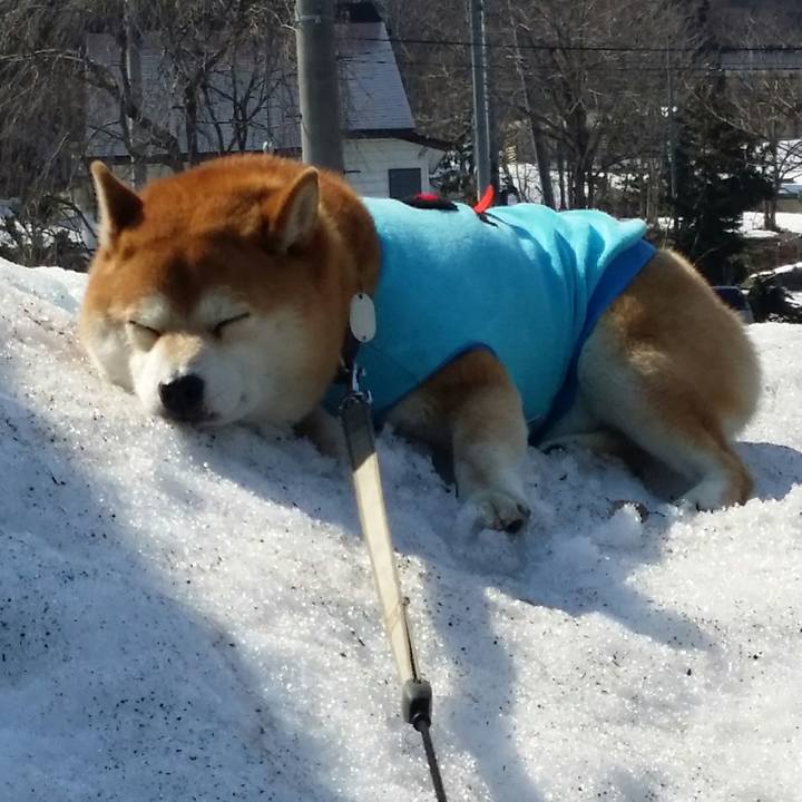 497e7b62 44a0 472b 911c 70e7666524a4