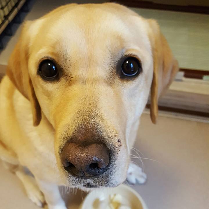 4983f8bf a588 4100 83ba 391c1d10de95