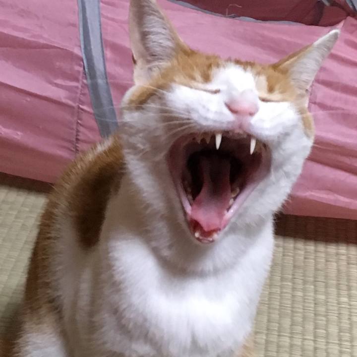 4985485a d73b 48fc a419 8b250acb2ef4