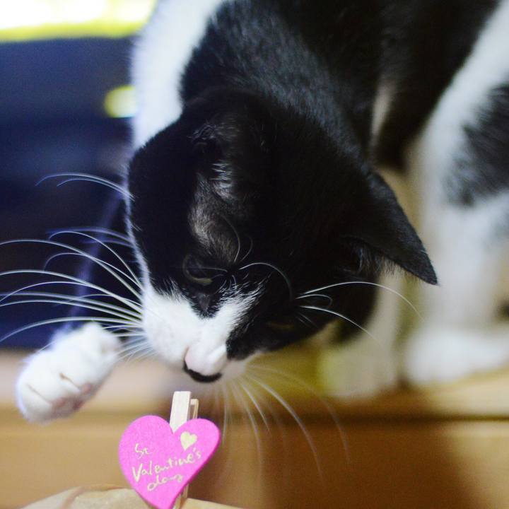 499954c6 2237 4817 af1e 3fae34cd0c64