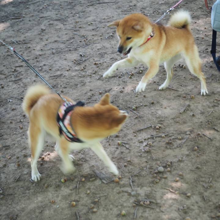 49a574c8 0632 4dbe bcb2 1e4604159427