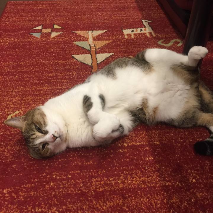 49a5ff74 5a57 49c8 b231 0051479a60f1